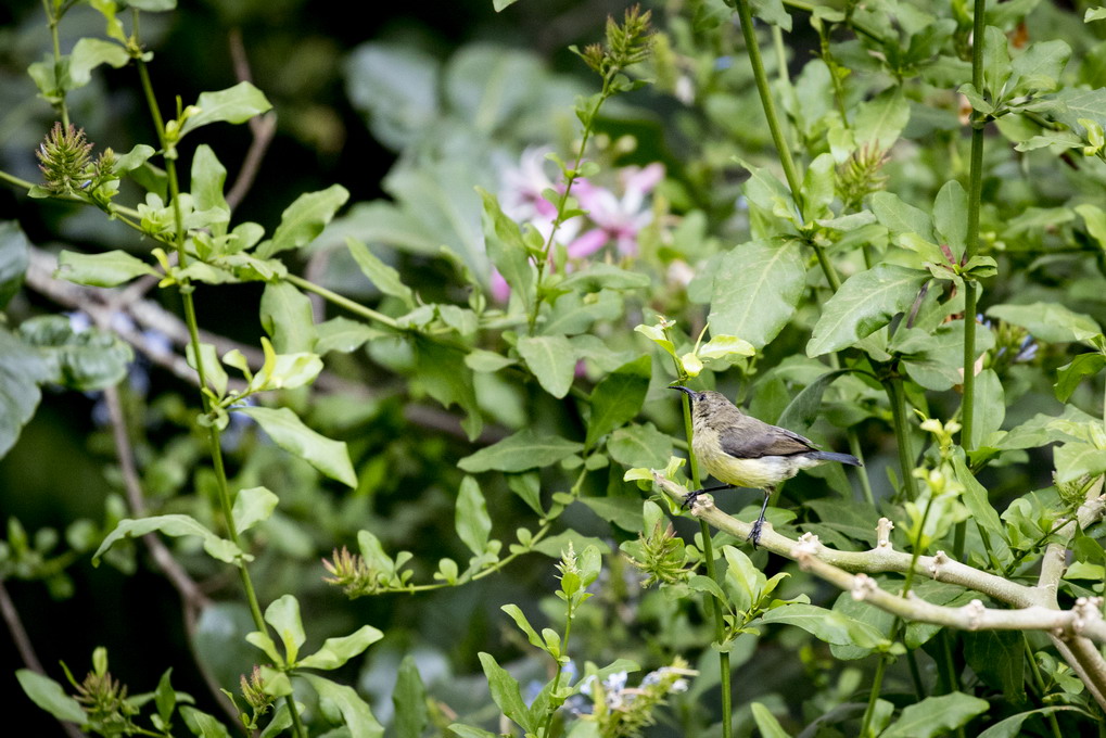 Bronze Sunbird (Nectarinia Killimensis)