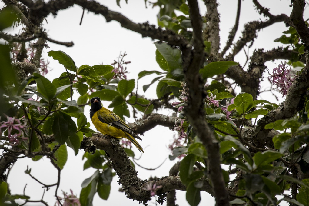 Østafrikansk Hættepirol (Oriolus Larvatus)