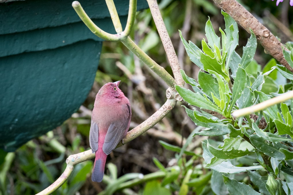 Red Billed Firefinch (Senegalamarant Lagonosticta Senegala)