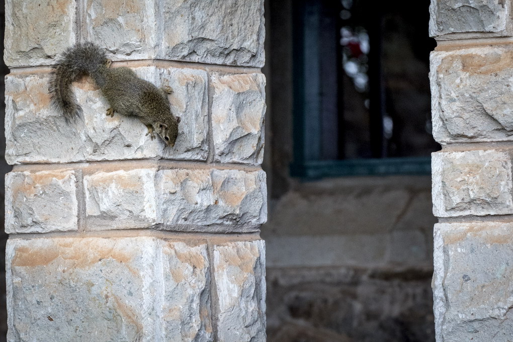 Egern (Sciurus Vulgaris)