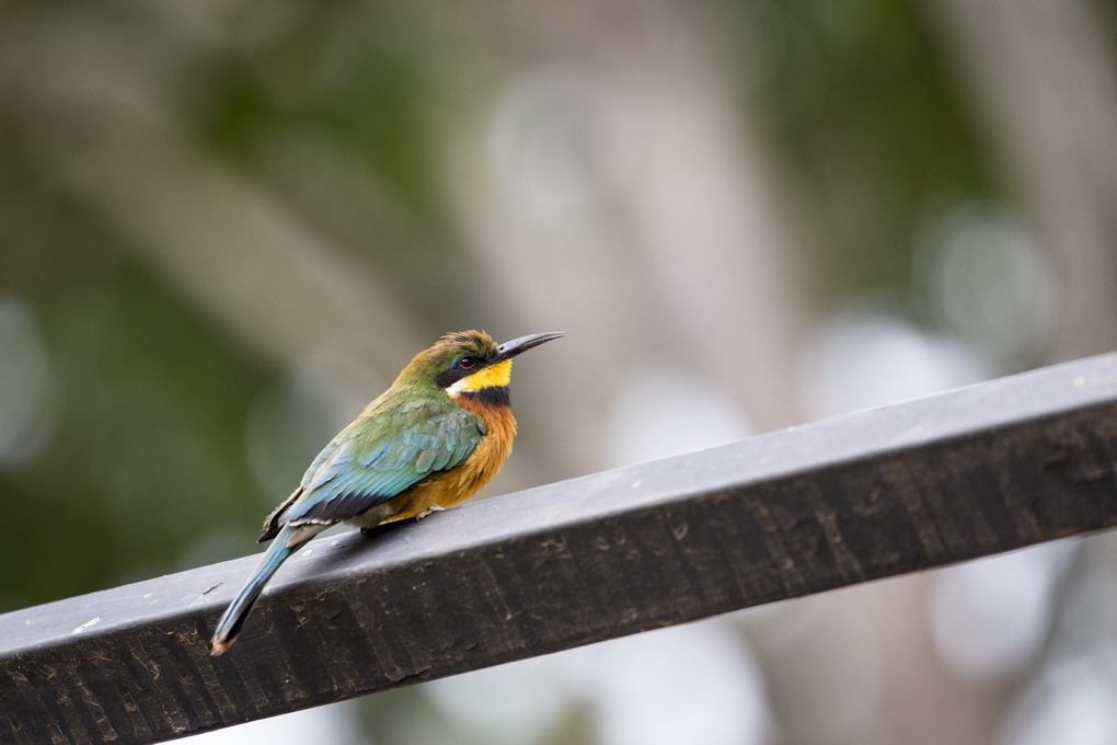 Dværg Biæder (Merops Pusillus)