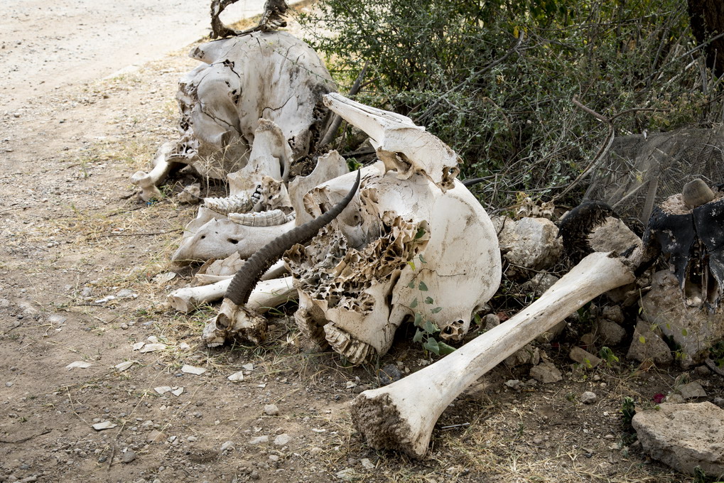 Knogler Elefant (Elephantidae)