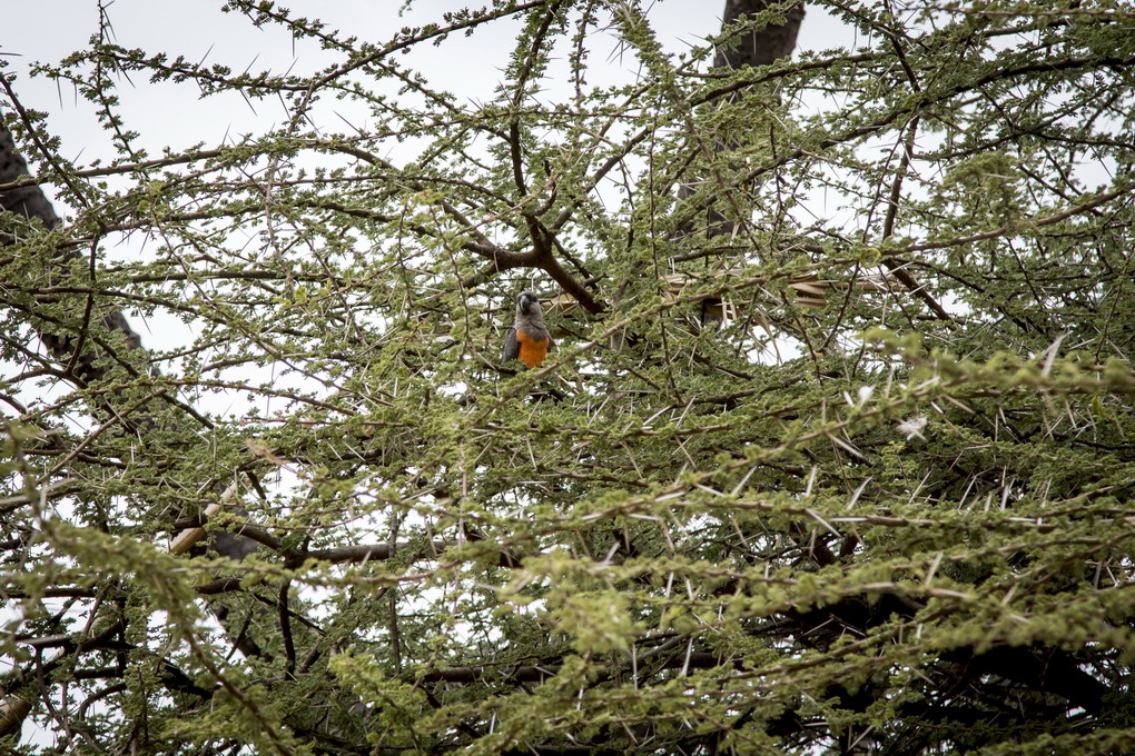 Rødbuget Brunpapegøje (Poicephalus Rufiventris)
