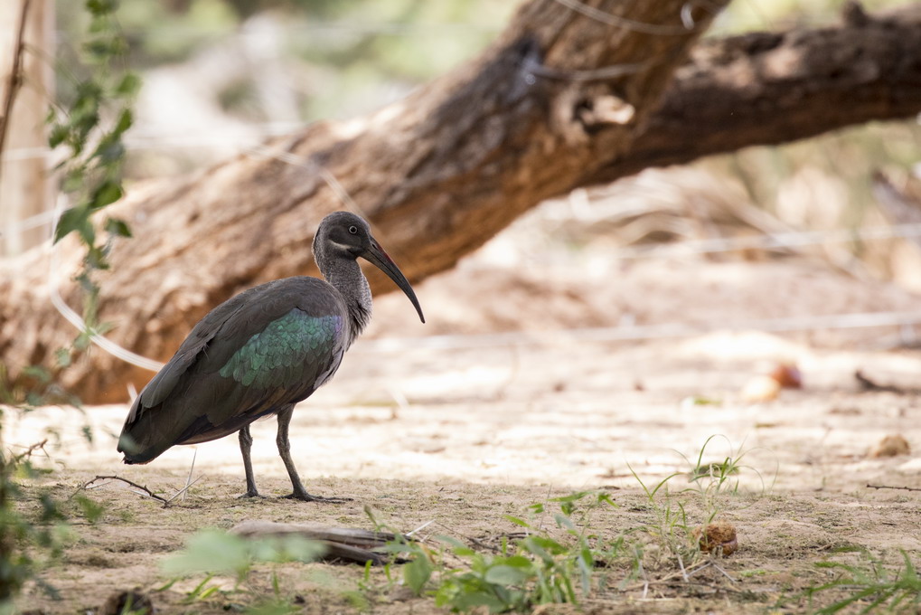 Hadada Ibis (Bostrychia Hagedash)