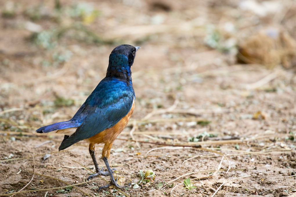 Trefarvet Glanstær (Lamprotornis Superbus)