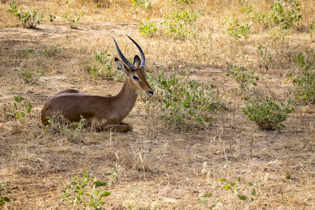 Impala Antilope (Aepyceros Melampus)
