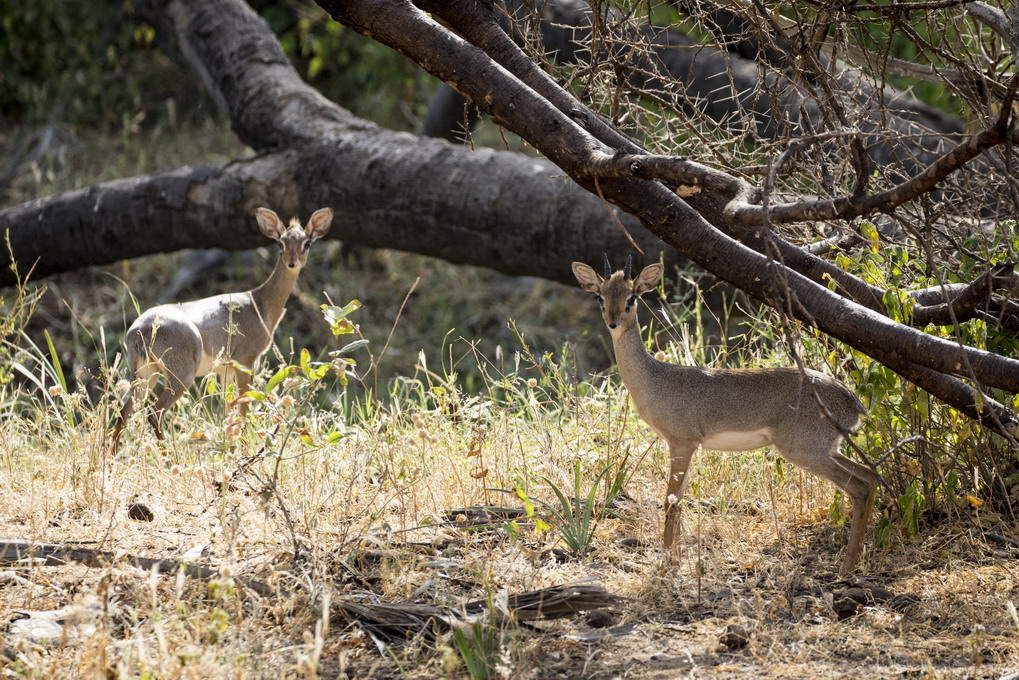 Dik Dik