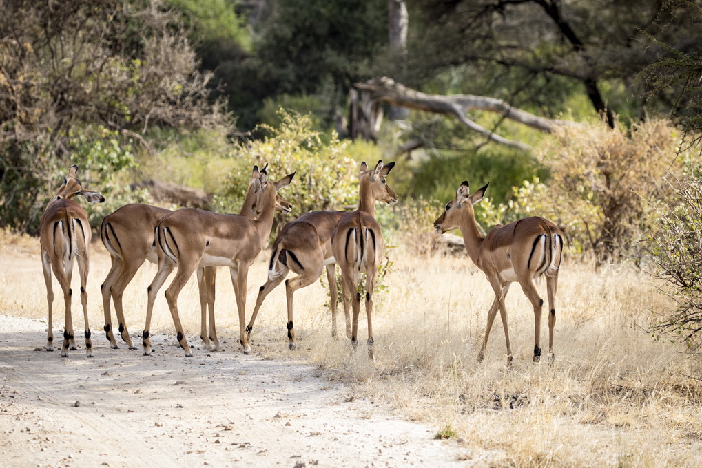 Impala (Aepyceros Melampus)