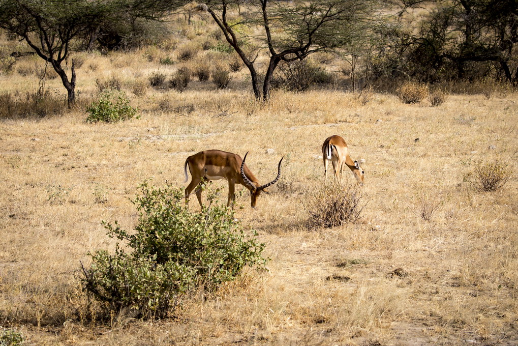 Impala (Aepyceros Melampus)