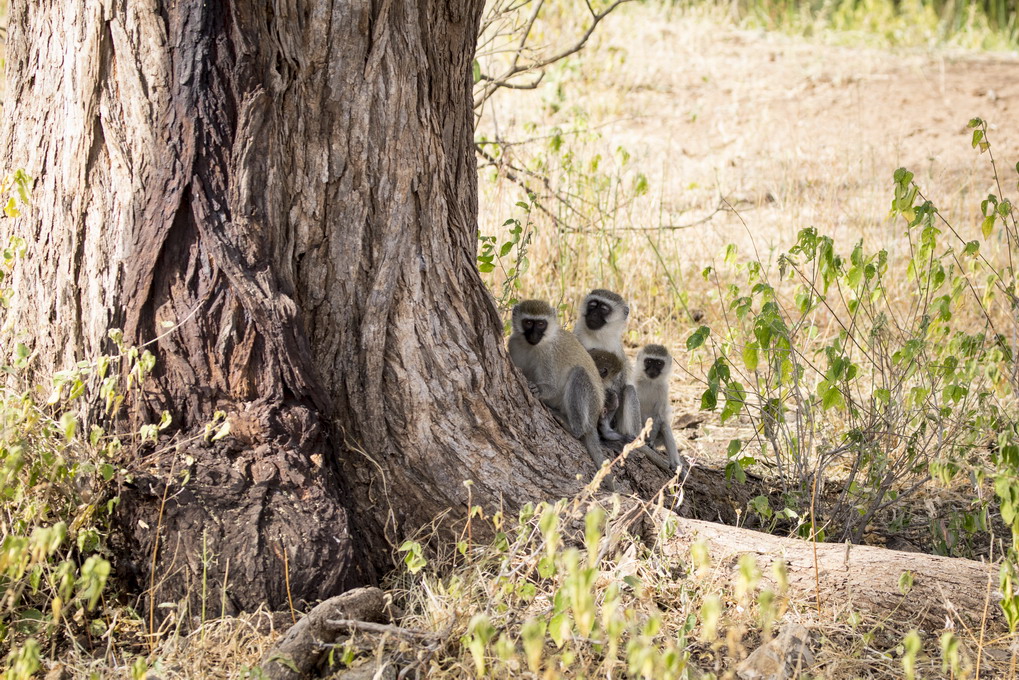 Vervet Abe (Chlorocebus Pygerythrus)