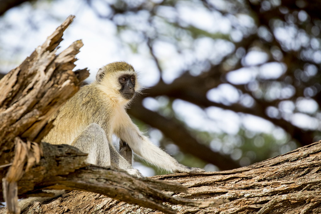 Vervet Abe (Chlorocebus Pygerythrus)