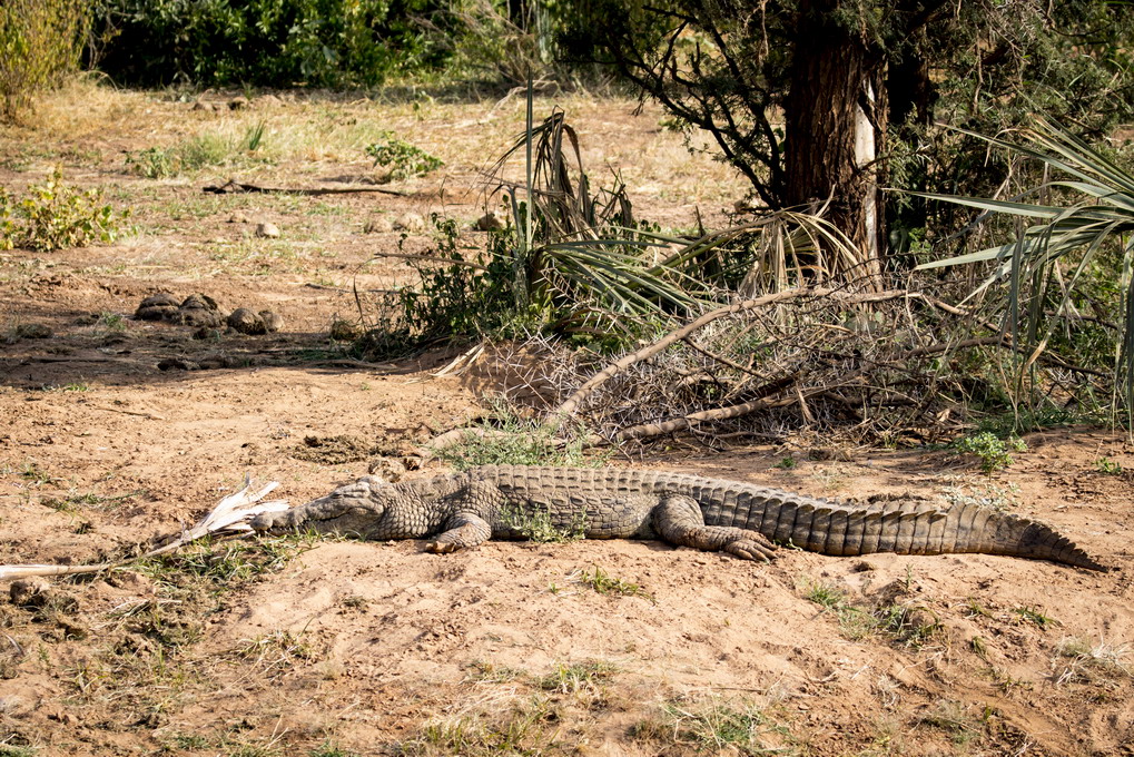 Krokodille (Crocodilia)