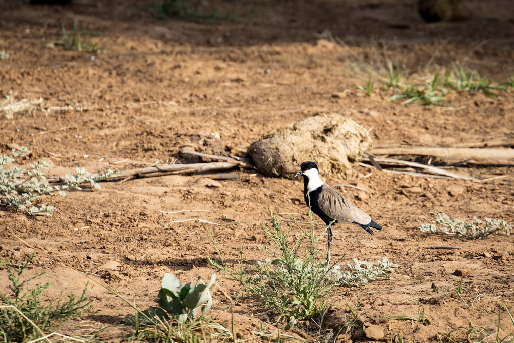 Sporevibe (Vanellus Spinosus)