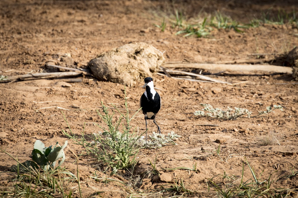 Sporevibe (Vanellus Spinosus)