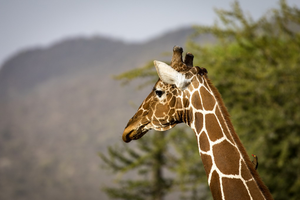 Netgiraf (Giraffa Reticulata)
