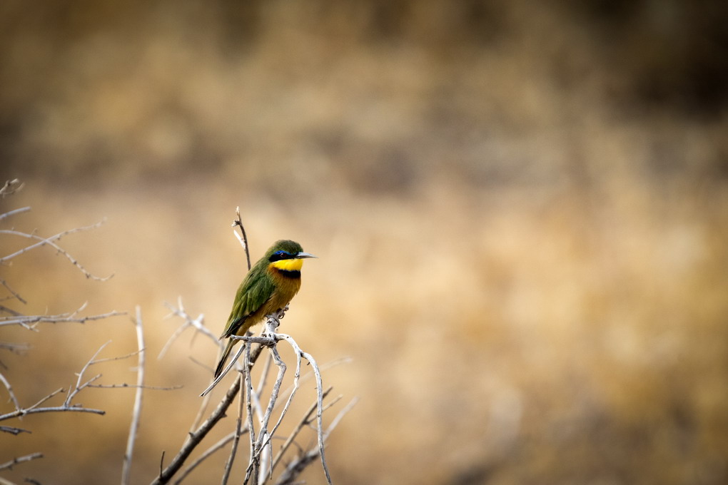 Biæder (Merops Apiaster)
