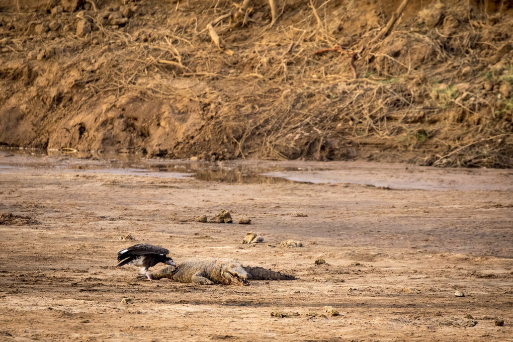 Grib (Gryphus) - Krokodille (Crocodilia)