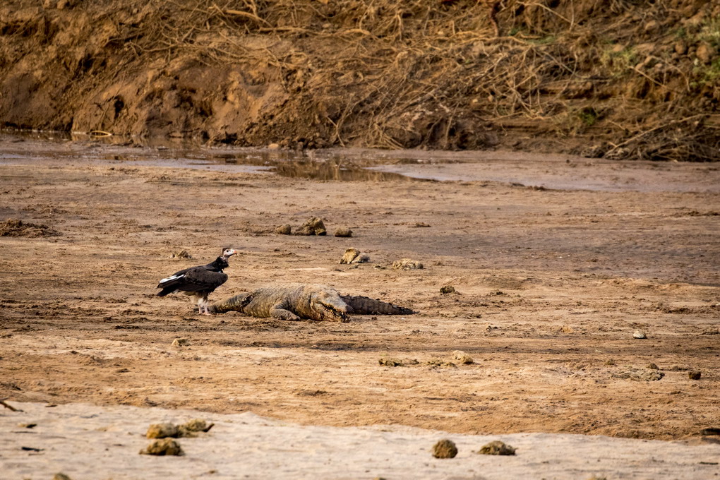 Grib (Gryphus) - Krokodille (Crocodilia)