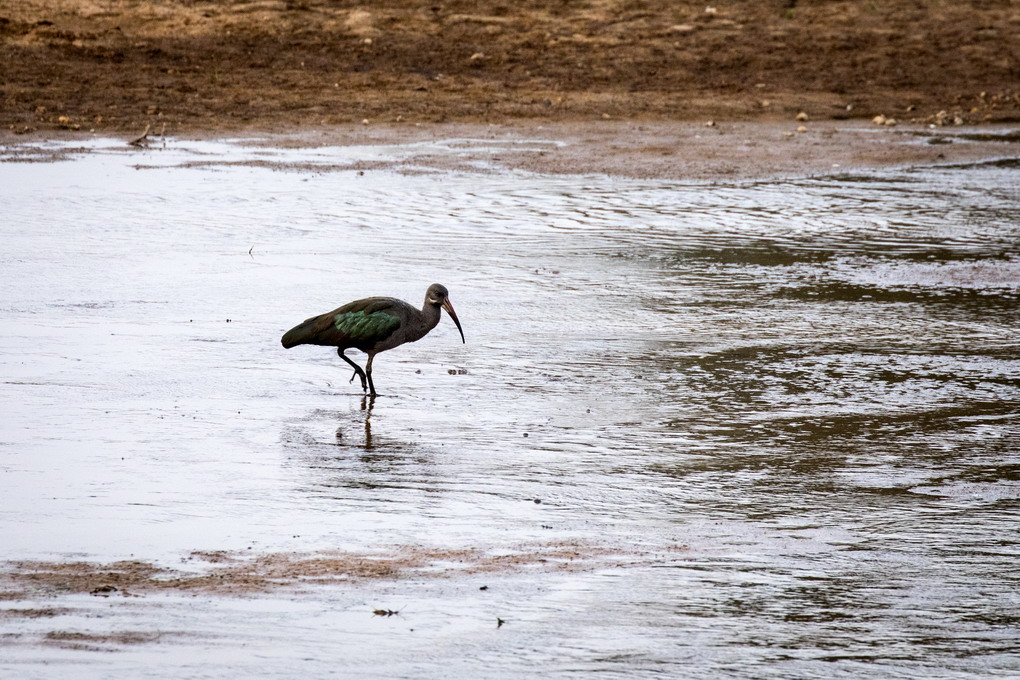 Hadada Ibis (Bostrychia Hagedash)