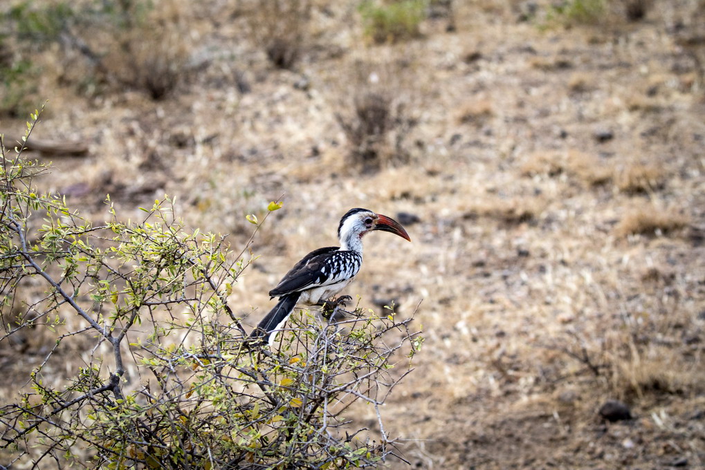 Gulnæbet Toko (Tockus Flavirostris)