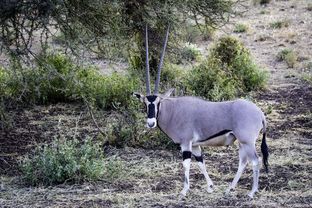 Oryx Antilope (Oryx Beisa)