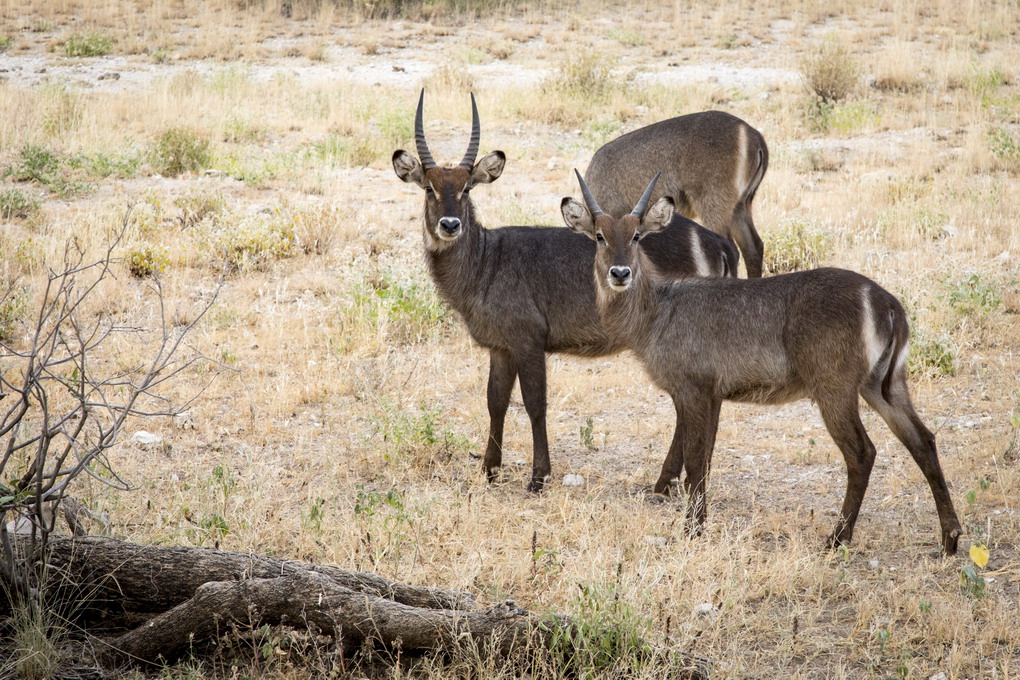Vandbuk (Kobus Ellipsiprymnus)
