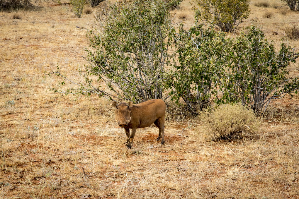 Vortesvin (Phacochoerus Aethiopicus)