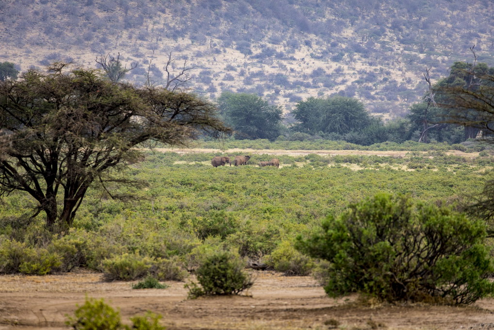Elefant (Elephantidae)