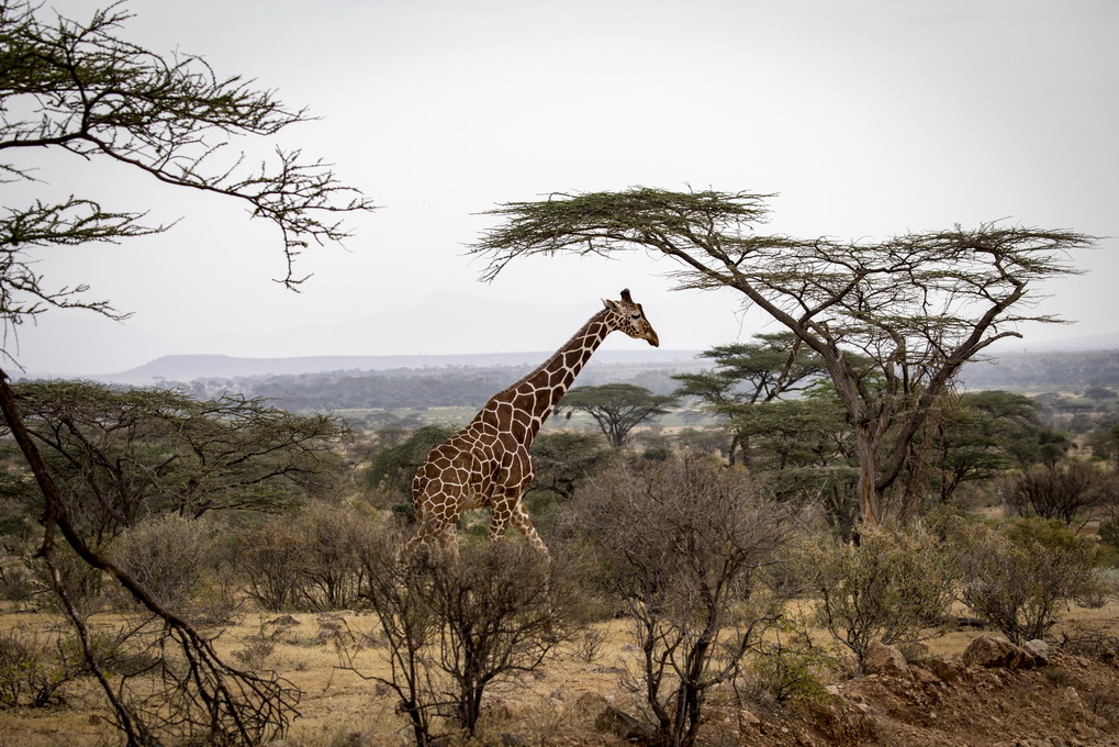 Netgiraf (Giraffa Reticulata)