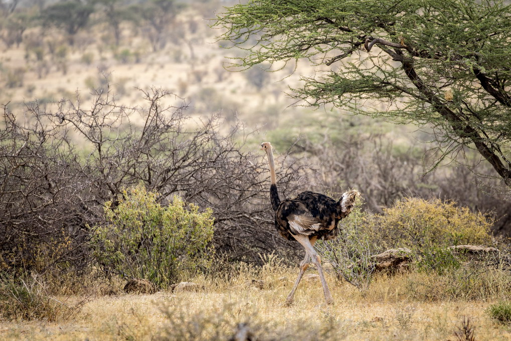 Somalistruds (Struthio Molybdophanes)