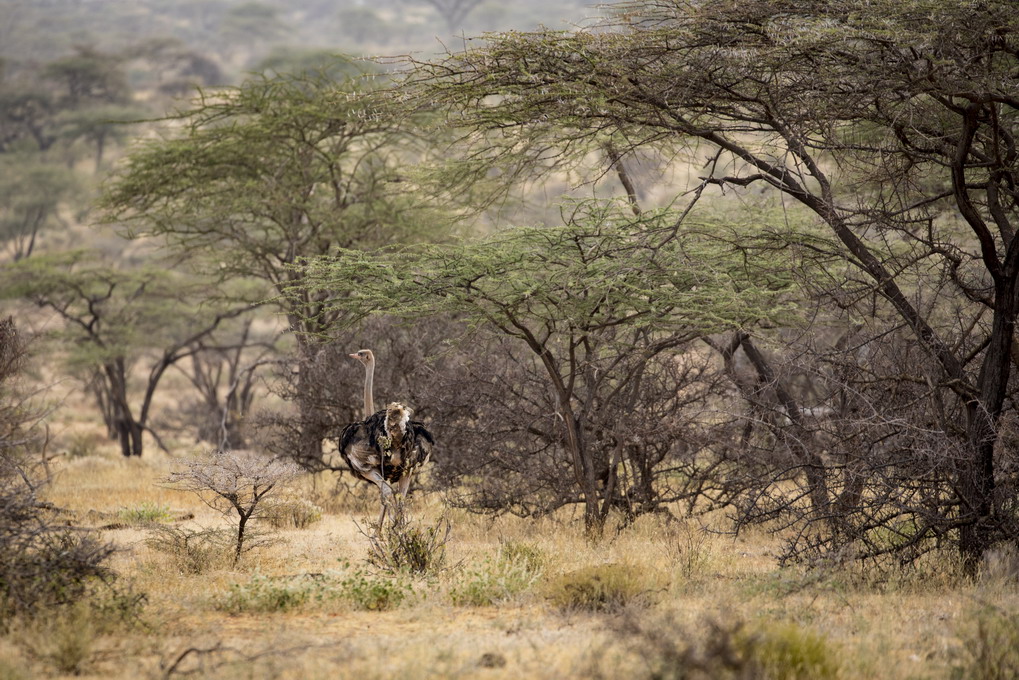 Somalistruds (Struthio Molybdophanes)