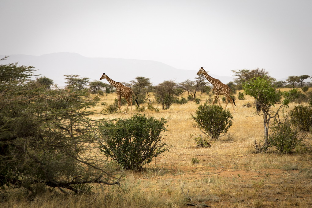 Netgiraf (Giraffa Reticulata)
