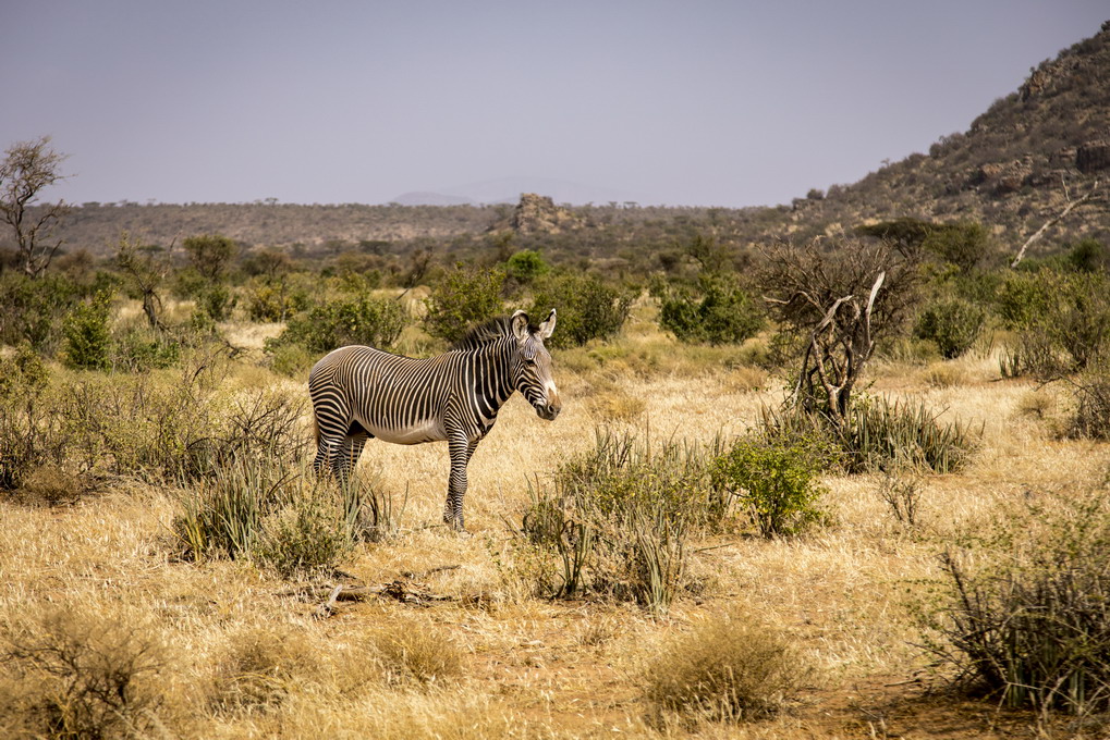 Grevys Zebra (Equus Grevyi)