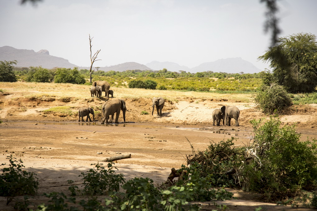 Elefant (Elephantidae)