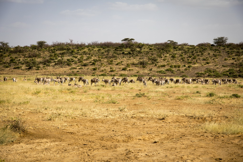 Oryx Antilope (Oryx Beisa)