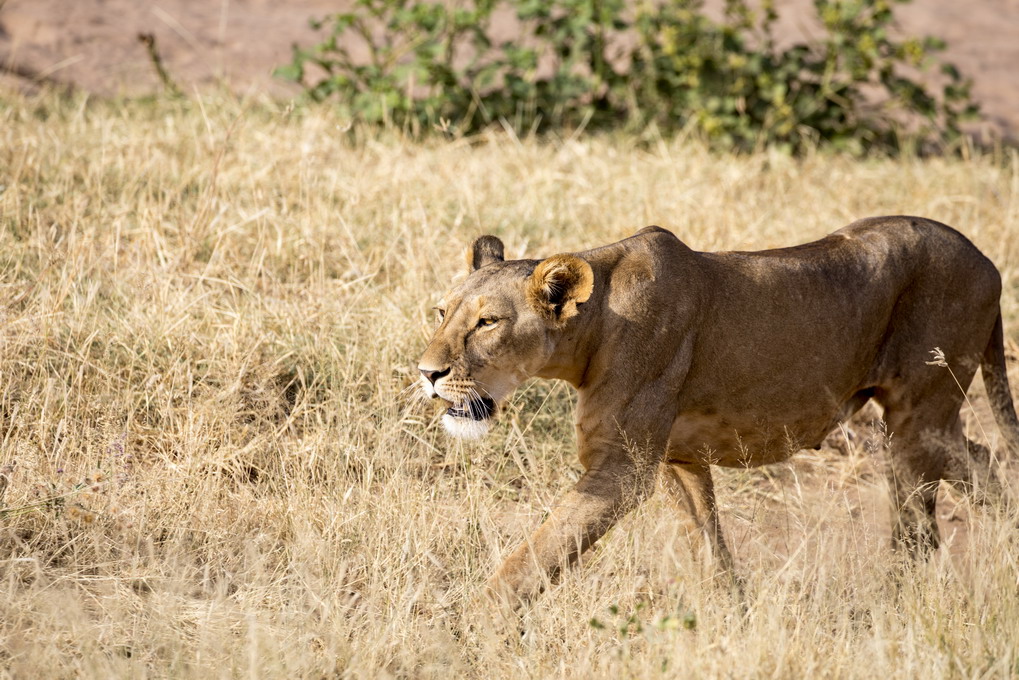 Løve (Panthera Leo)