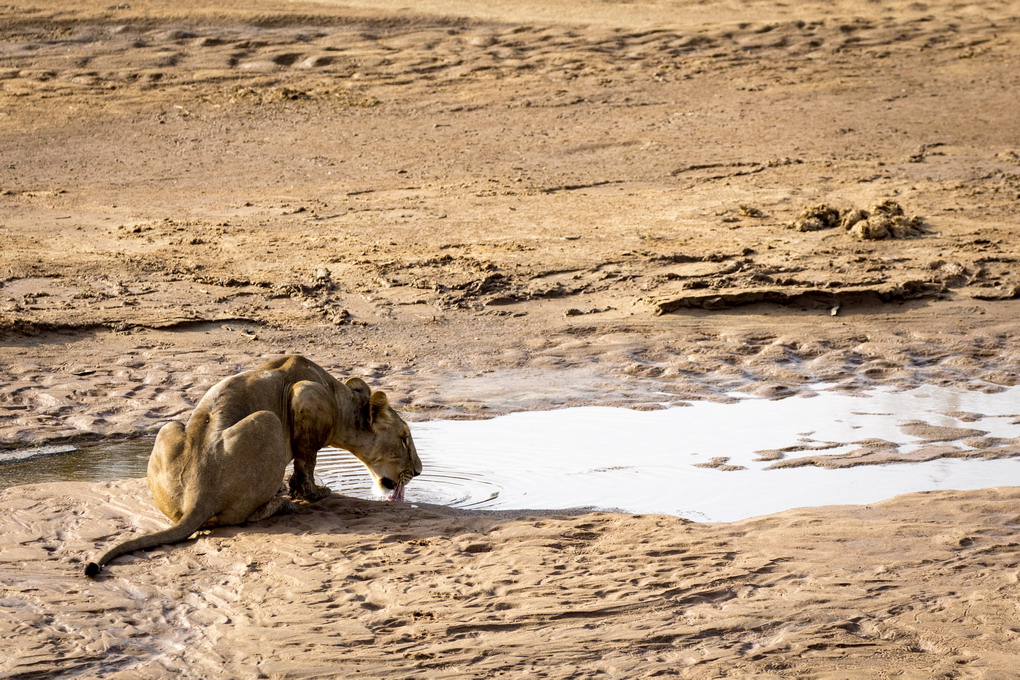 Løve (Panthera Leo)