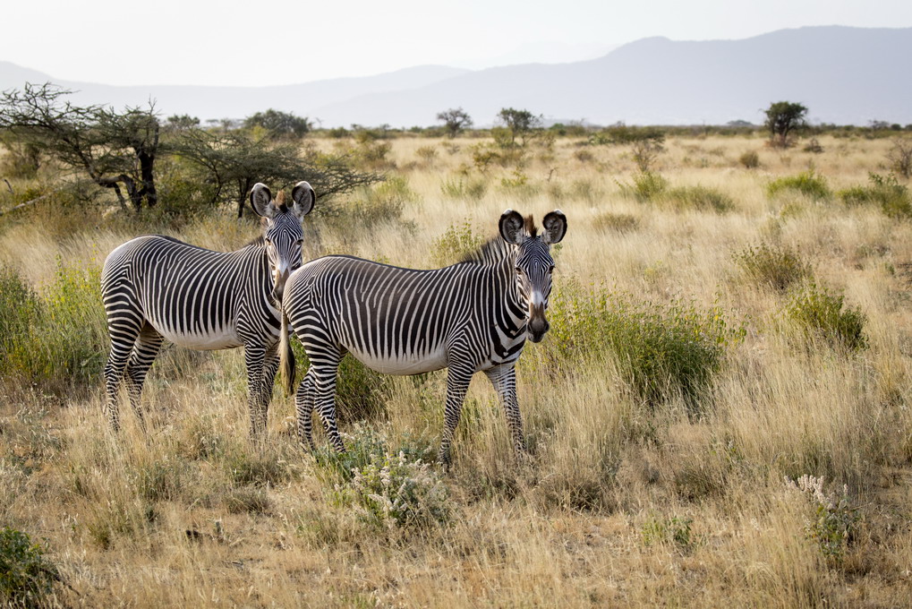 Grevys Zebra (Equus Grevyi)