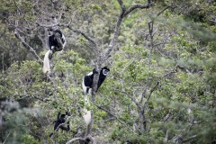 Black And White Colobus (Guereza Mbega Mweupe)