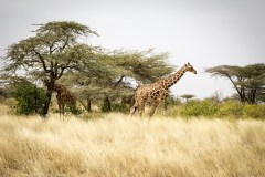 Netgiraf (Giraffa Reticulata)