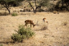 Impala (Aepyceros Melampus)
