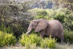 Elefant (Elephantidae)