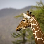 Kenya Safari januar 2018