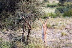 Giraf Antilope (Litocranius Walleri)