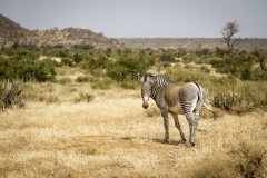 Grevys Zebra (Equus Grevyi)