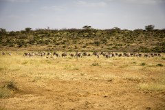 Oryx Antilope (Oryx Beisa)