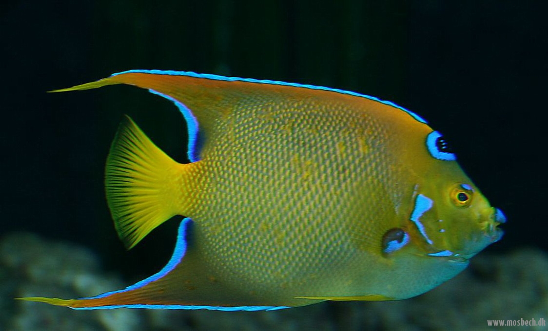 0701-dronningekejserfisk-holacanthus-ciliaris