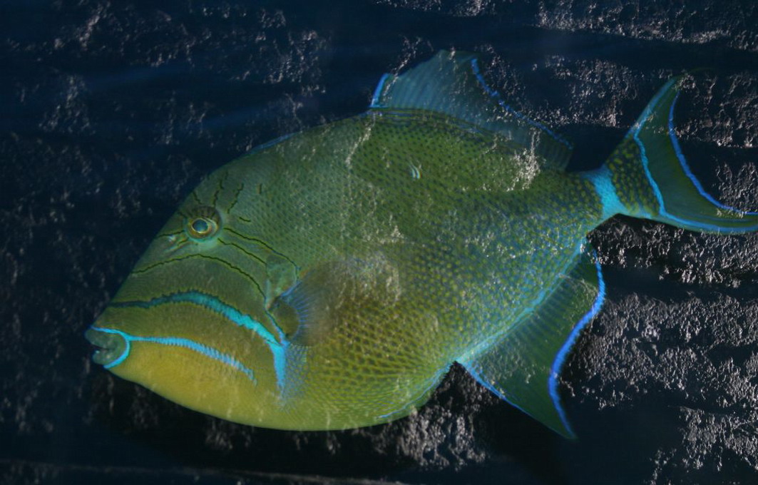 Dronningaftrækkerfisk (Balistes Vetula)