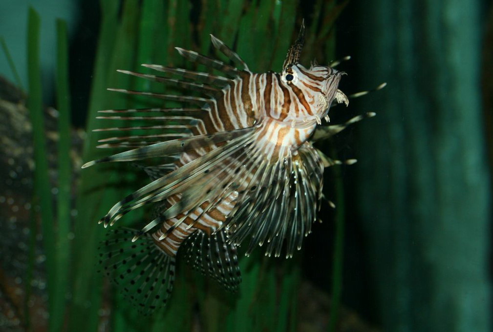 Almindelig Dragefisk (Pterois Volitans)