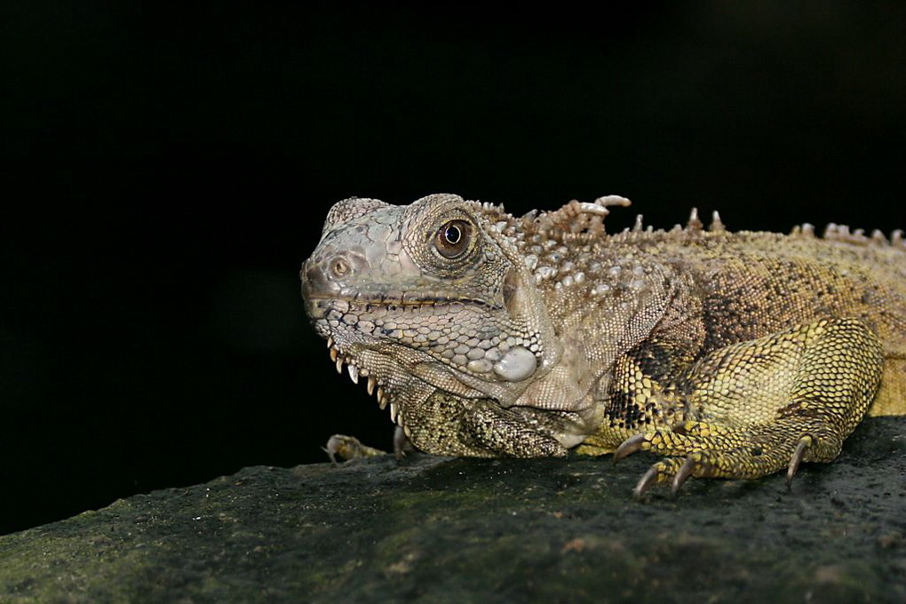 Leguan